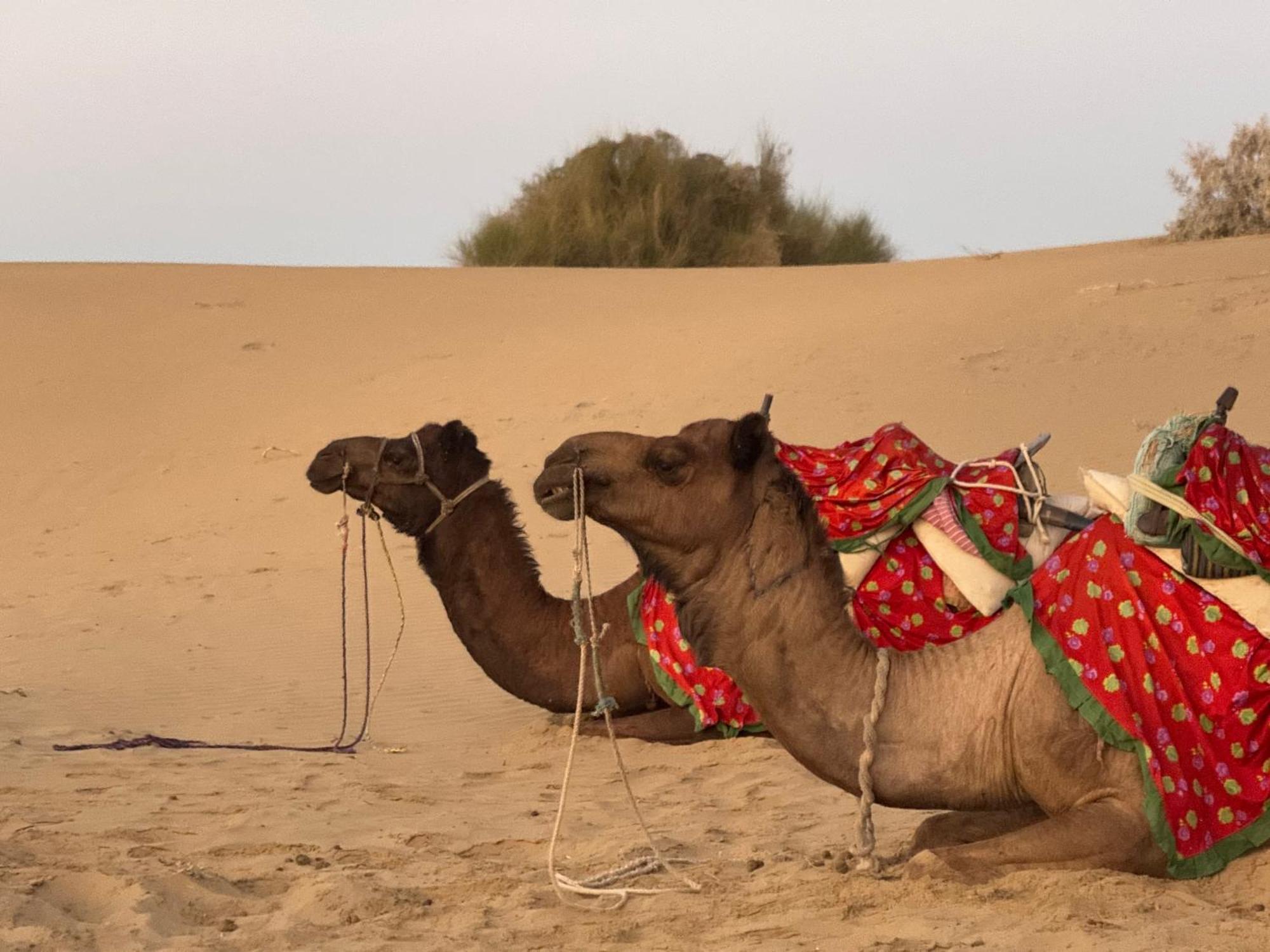 Desert Vista Camp Джайсалмер Экстерьер фото