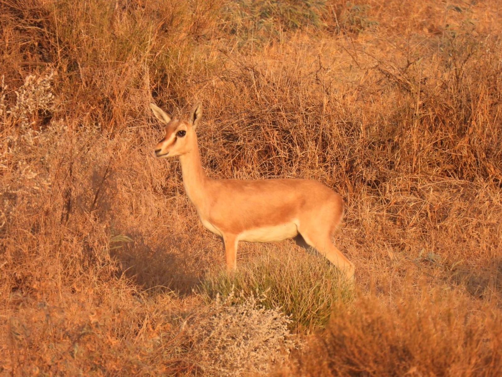 Desert Vista Camp Джайсалмер Экстерьер фото